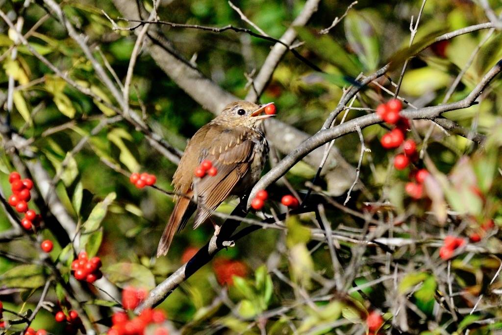 Photo of the Week - Hermit Thrush (MA) by Bill Thompson/U. S. Fish and Wildlife Service - Northeast Region is marked with Public Domain Mark 1.0.